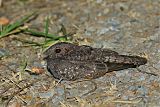 Band-winged Nightjar